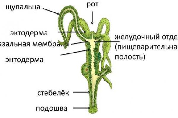 Ссылки на мега нз